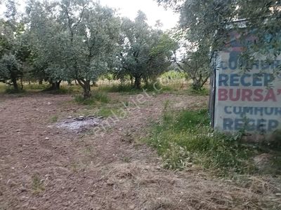 Arsa-Zeytinlik