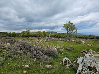 Arsa-Zeytinlik