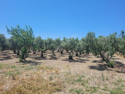 Arsa-Zeytinlik