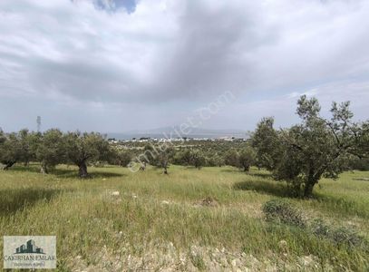 Arsa-Zeytinlik