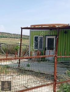Arsa-Zeytinlik