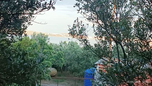 Arsa-Zeytinlik