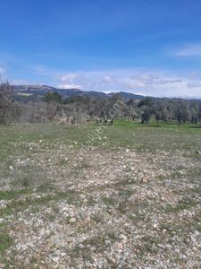 Arsa-Tarla