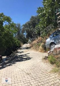 Arsa-Zeytinlik