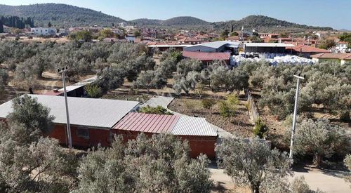 Arsa-Zeytinlik