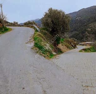 Arsa-Zeytinlik
