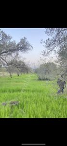 Arsa-Zeytinlik