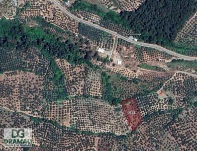Arsa-Zeytinlik