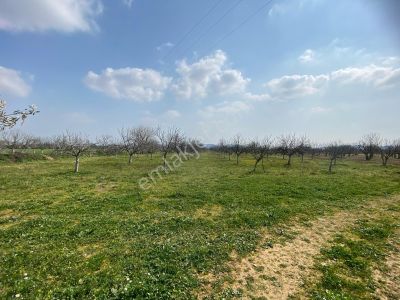 Arsa-Zeytinlik