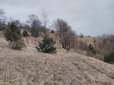 Arsa-Tarla