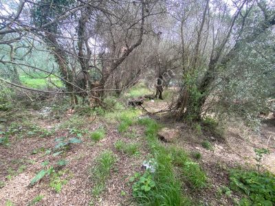 Arsa-Bağ & Bahçe