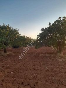 Arsa-Bağ & Bahçe