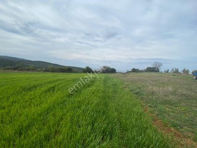 Arsa-Tarla