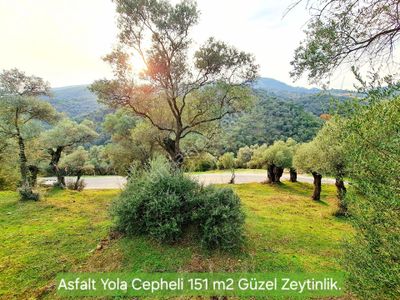 Arsa-Tarla