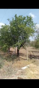 Arsa-Tarla