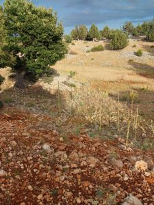 Arsa-Konut İmarlı
