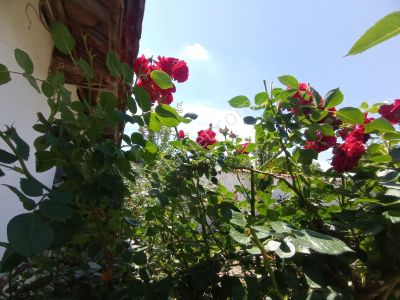 Konut-Müstakil Ev