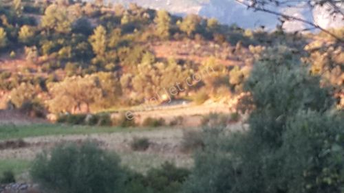 Arsa-Tarla