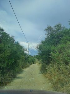 Arsa-Zeytinlik