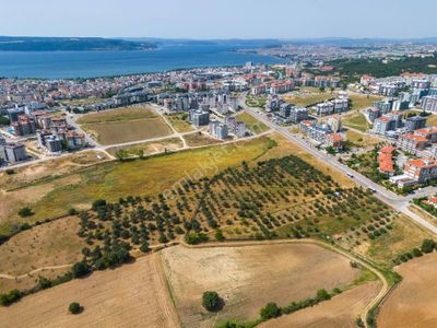 Arsa-Zeytinlik