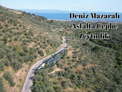 Arsa-Zeytinlik