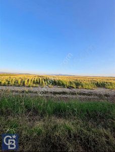 Arsa-Tarla