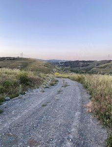 Arsa-Zeytinlik