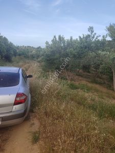 Arsa-Zeytinlik