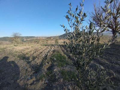 Arsa-Zeytinlik