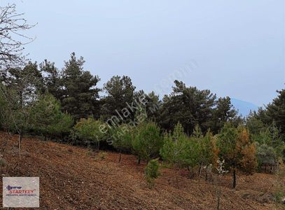 Arsa-Bağ & Bahçe