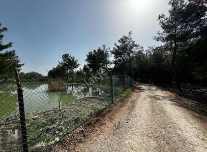 Arsa-Zeytinlik