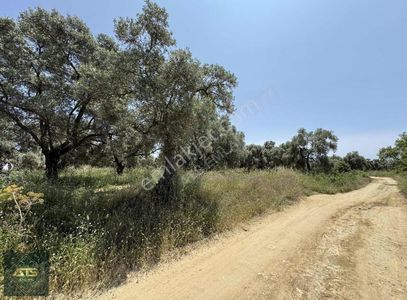 Arsa-Tarla