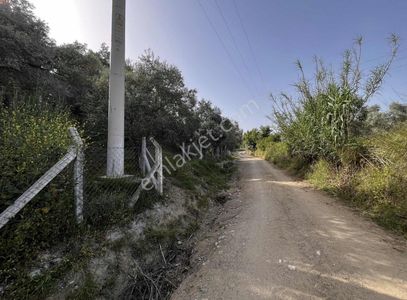 Arsa-Zeytinlik