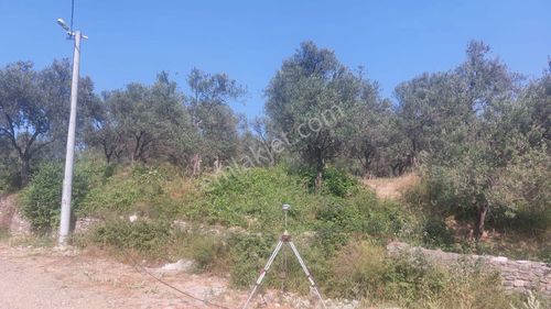Arsa-Konut İmarlı