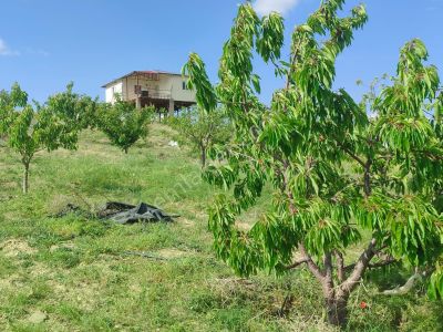 Arsa-Bağ & Bahçe