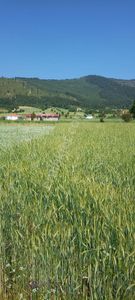 Arsa-Tarla