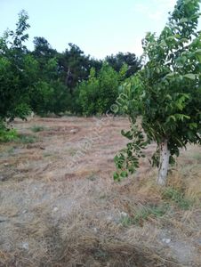 Arsa-Tarla