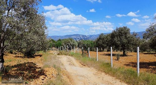Arsa-Zeytinlik