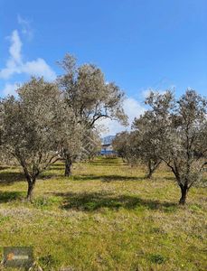 Arsa-Tarla