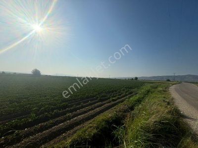 Arsa-Tarla