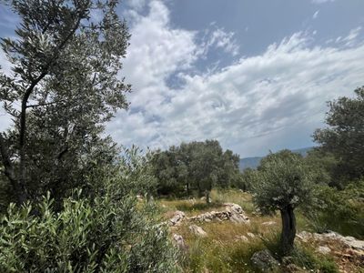Arsa-Tarla