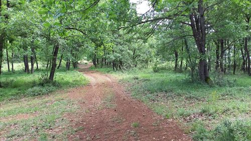 Arsa-Tarla