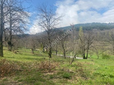 Arsa-Tarla