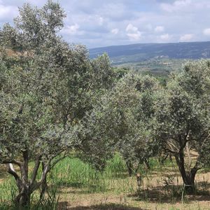 Arsa-Tarla