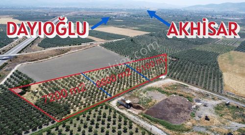 Arsa-Zeytinlik