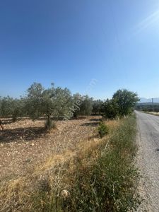 Arsa-Tarla