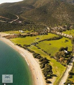 Arsa-Zeytinlik