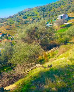 Arsa-Zeytinlik
