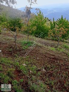 Arsa-Tarla