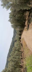 Arsa-Zeytinlik